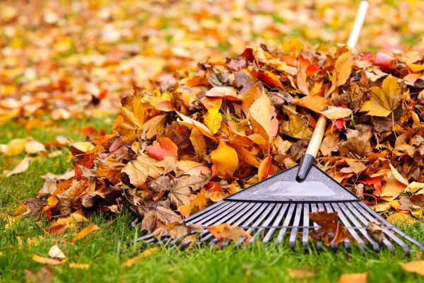 Cost of Leaves Removal in Lansdale
