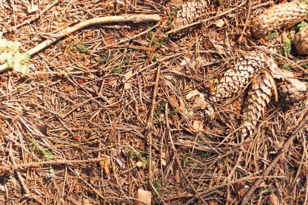 Cost of Pine Needles Removal in Lansdale