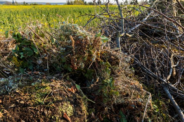Cost of Brush Disposal in Lansdale