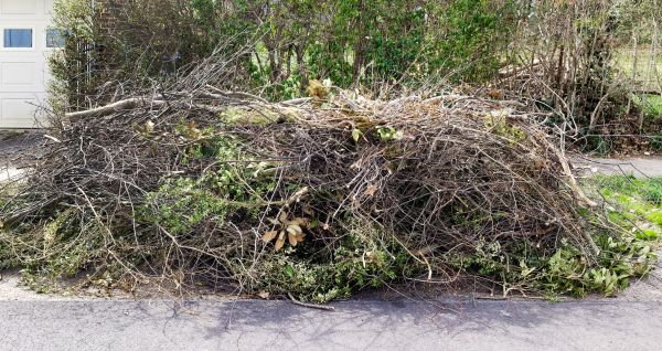 Cost of Tree Limb Cleanup in Lansdale