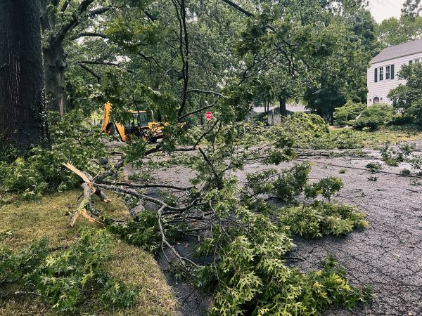 Cost of Tree Branch Disposal in Lansdale