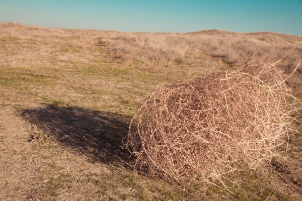 Cost of Tumbleweed Removal in Lansdale