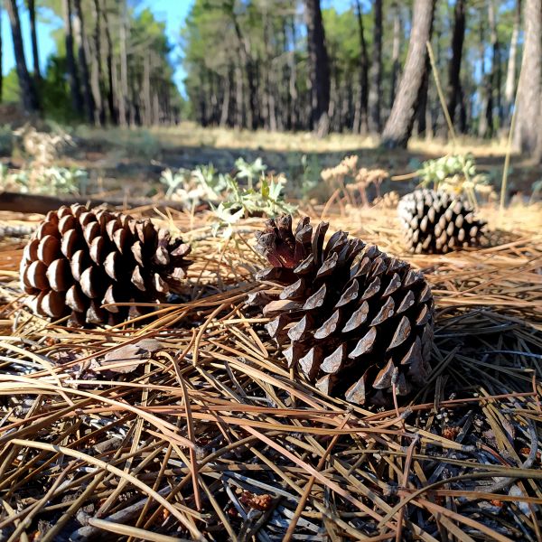 Cost of Pine Cone Removal in Lansdale