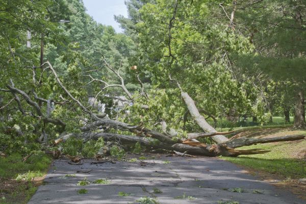 Cost of Tree Debris Removal in Lansdale